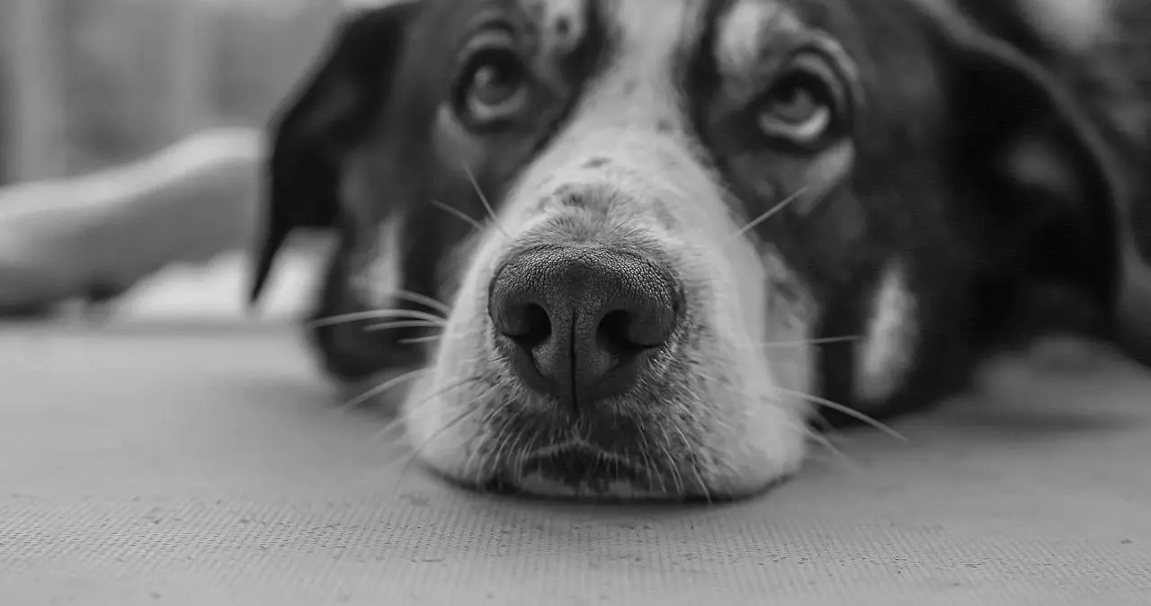 西檬之家恋物癖是什么？探索字母圈新人应了解的秘密 一